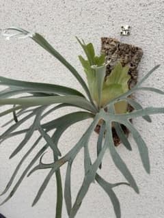P. willinckii 'Moonlight PN' ムーンライト OCのサムネイル