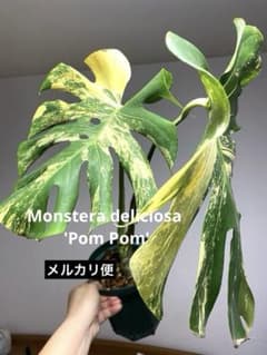 安心しっかり株‼️】モンステラ デリシオーサ ポンポン 希少 レア