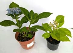 【 アジサイ 2 苗 】開花チビ苗 ※ ２年苗 ※ ネコポス発送のサムネイル
