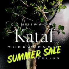 コミフォラ カタフ ターカネンシス 実生株※鉢のまま発送 - メルカリ