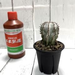 大株カキコ】ゼブラホリダ 螺旋タイプ 縞々ホリダ 10/4撮影出品 - メルカリ