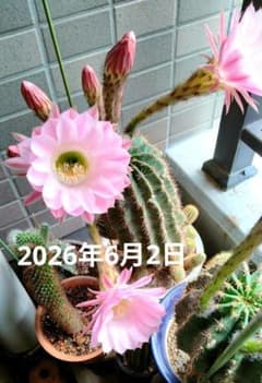 多肉植物　花サボテン　3番　(カキコ) 花サボテン カキコ 3個セット 朝の5時半頃から開花します - メルカリ