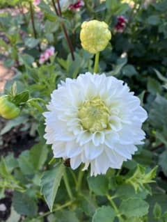 白麗ダリア球根（仏花にも最適）のサムネイル