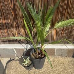 ココスヤシとワシントンヤシ寄せ植え＋おまけアガベのサムネイル