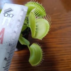 ハエトリソウ フルク 食虫植物 観葉植物のサムネイル