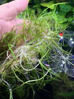 エキノドルス テネルスのサムネイル