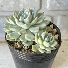 ブラッドザラゴーサ 多肉植物カット苗 - メルカリ