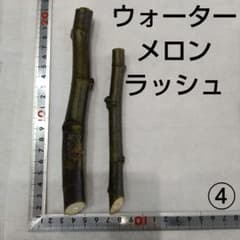 ⑦◆イチジク穂木2本◆ウォーターメロンラッシュ⑦【親木の写真あり・結実実績あり】 ⑪◇イチジク穂木2本◇ウォーターメロンラッシュ⑪【親木の写真あり