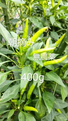 青唐辛子 無農薬  朝摘み 400gのサムネイル