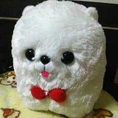 白くてまるい犬『わたぽめ』のサムネイル