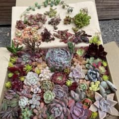 多肉植物40種類以上カット苗韓国苗入り詰め合わせセット ネコポス便にて発送のサムネイル