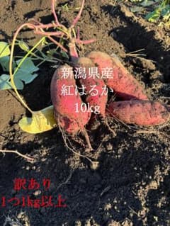 新潟県産 紅はるか 10kg 訳ありのサムネイル