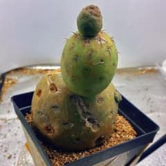 Z49多頭型緑色サボテン 中型サボテンテフロカクタス ゲオメトリクス