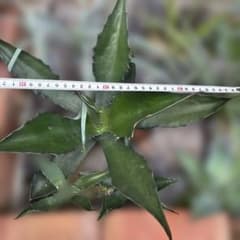 アガベ 3株セットのサムネイル