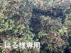 はる様専用のサムネイル