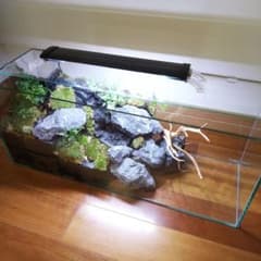 受注生産】60センチ水槽アクアテラリウム イモリウム 苔テラリウム