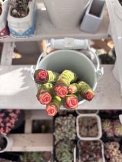 4.クラッスラ属銭串錦抜き苗⭐︎数珠星⭐︎多肉植物 - メルカリ