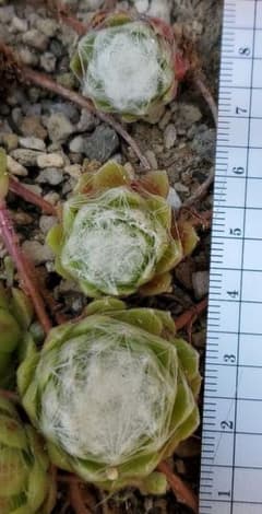 センペルビウム　ガゼル　3個のサムネイル