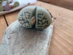 リトープス・麗虹玉のサムネイル