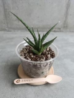 【名入れスプーン付き】サンスベリア フランシー ミニ観葉植物 スイーツ植えのサムネイル