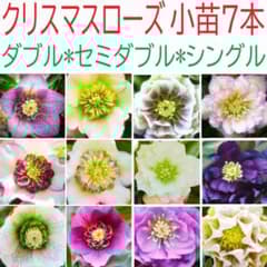 クリスマスローズ　利休等交配発芽苗３０番 クリスマスローズ 利休等交配発芽苗30番