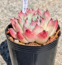 コロラータ 多肉植物 抜き苗 微根 - メルカリ