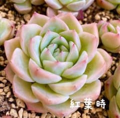 クリスタルローズ 抜き苗 3苗セットのサムネイル