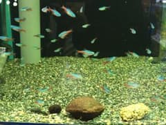 水槽の水質浄化材 キレートマリン 水質の改善、悪臭の抑制、水草の成長促進のサムネイル