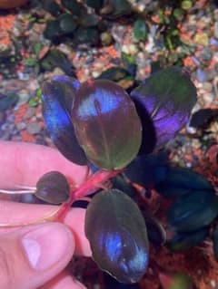 ブセファランドラsp．ブラックロックヘレナ - メルカリ