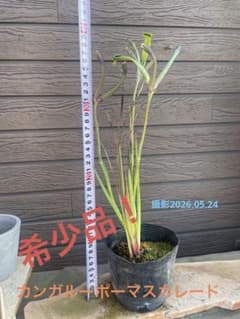 お値下げ！カンガルーポーマスカレードポット苗④のサムネイル