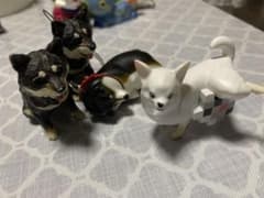 黒柴 チワワ ガチャガチャまとめ売りのサムネイル