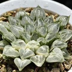 パ*チ様 ラブハート錦　超美株　ハオルチア　観葉植物　13 パ*チ様 ラブハート錦 超美株 ハオルチア 観葉植物 13 - メルカリ