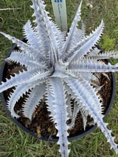 dyckia ディッキア ブロメリア タンク チタノタ - メルカリ