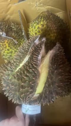 訳アリ品】タイ産ドリアン 約10kg 佐川発送 - メルカリ