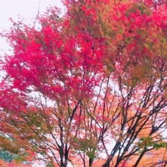 かつおぶし✿✿プロフ必ずお読みください様専用ページのサムネイル