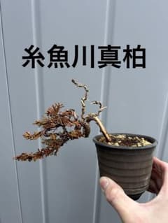 糸魚川真柏 盆栽 半懸崖 舎利 小品 - メルカリ