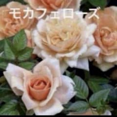 ミニバラ♡モカフェローズ♡3.5号♡ポットごと宅急便コンパクト - メルカリ