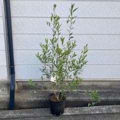 【SPRING SALE】Bオリーブの木・ひなかぜ　メルカリ便♡ オリーブの木 ひなかぜ 7号鉢 樹高約120cm シンボルツリー 苗木 - メルカリ