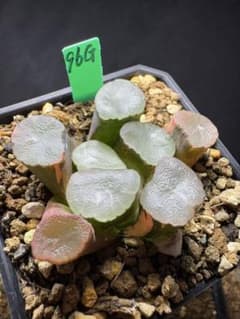 55a 多肉植物 ハオルチア　ルビー万象錦　自家繁殖　鉢植え発送 96g 多肉植物 ハオルチア 初霜万象錦 自家繁殖 鉢植え発送 - メルカリ