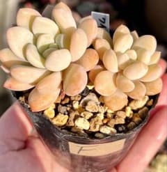 F.多肉植物　クイーンズボール　エケベリア　韓国苗のサムネイル