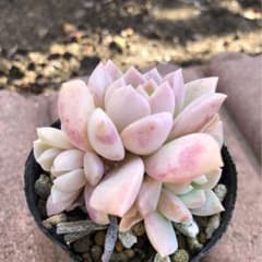 多肉植物　ピンクスポットのサムネイル