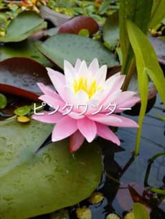 耐寒性睡蓮　ピンクワンダーのサムネイル