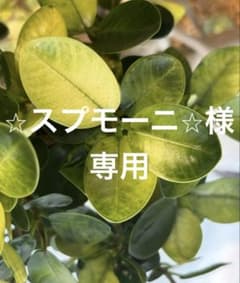 ⭐︎スプモーニ⭐︎様|パンダガジュマル 黄金斑入りカット苗セット| 最短8月7日発送のサムネイル