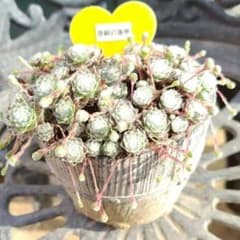 巻絹岩蓮華 多肉植物 センペルビウム 花 種 苗 植物 - メルカリ