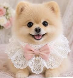 【犬猫用】フリルつけ襟 レース ピンク リボン ペットアクセサリー 推し活撮影会のサムネイル