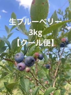 本日限定 新鮮 摘みたて 生ブルーベリー 3kg クール便 - メルカリ