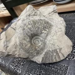 アンモナイト 化石 石の中に2体の化石　中生代白亜紀　ノジュール　北海道出土 アンモナイト 化石 石の中に2体の化石 中生代白亜紀 ノジュール 北海道