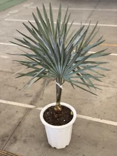 ビスマルキア　ノビリス　ドライガーデン　ヤシ　ロックガーデン　苗　シルバーリーフ m43847287364_1.jpg?1756122504