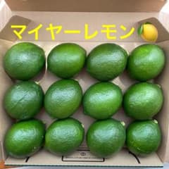 レモン　国産　マイヤーレモン　グリーンレモンのサムネイル