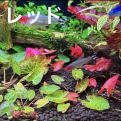 タイガーロータス　レッド　子株のサムネイル